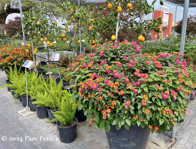 08_Lantana_Citrus_Foxtail_ferns.jpg