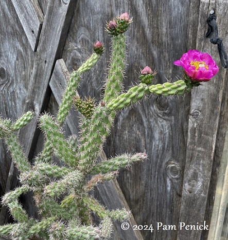 14_Tree_cholla_pink_flower.jpg