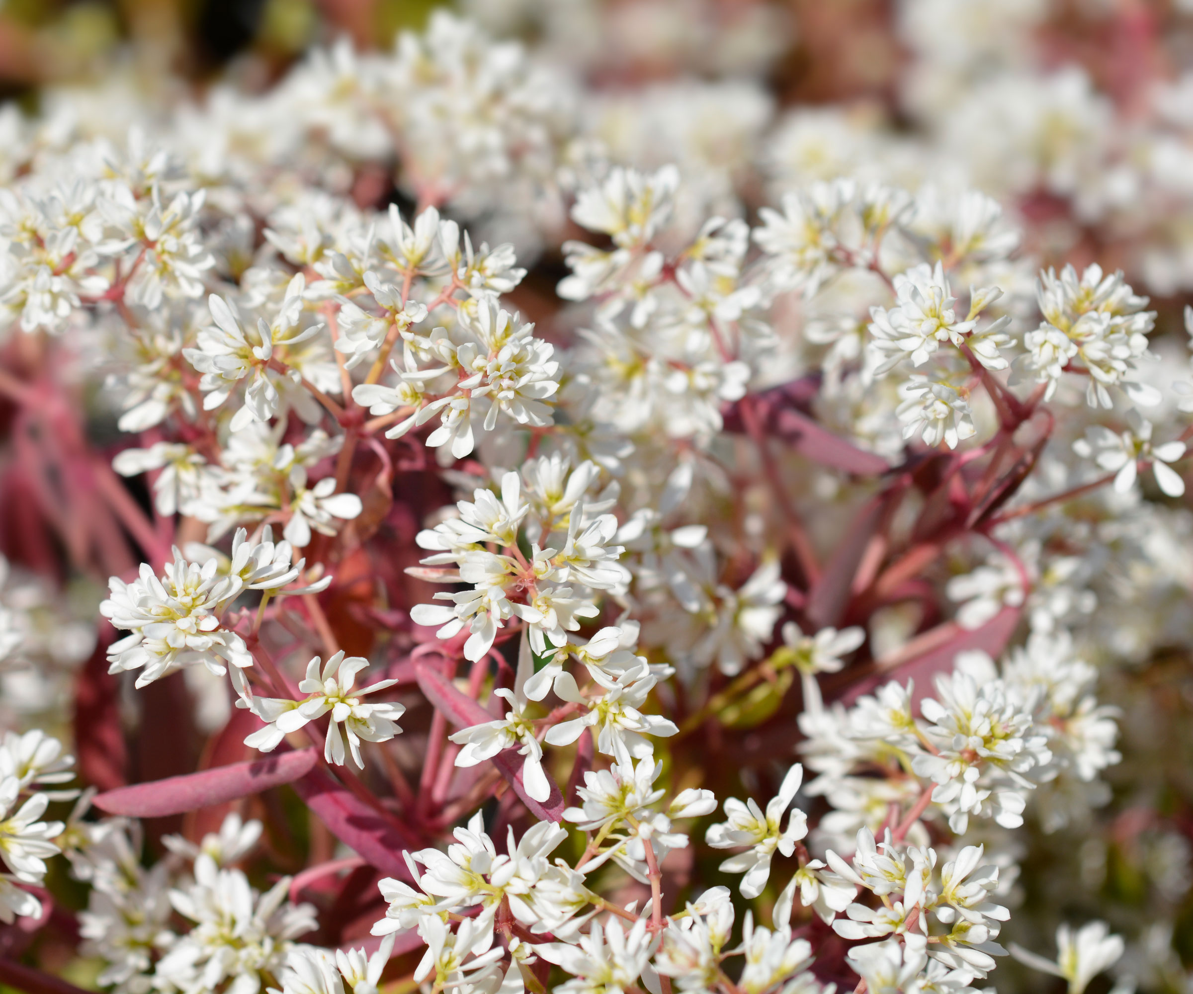 euphorbia Diamond Frost with crispy white flowers and pink stems