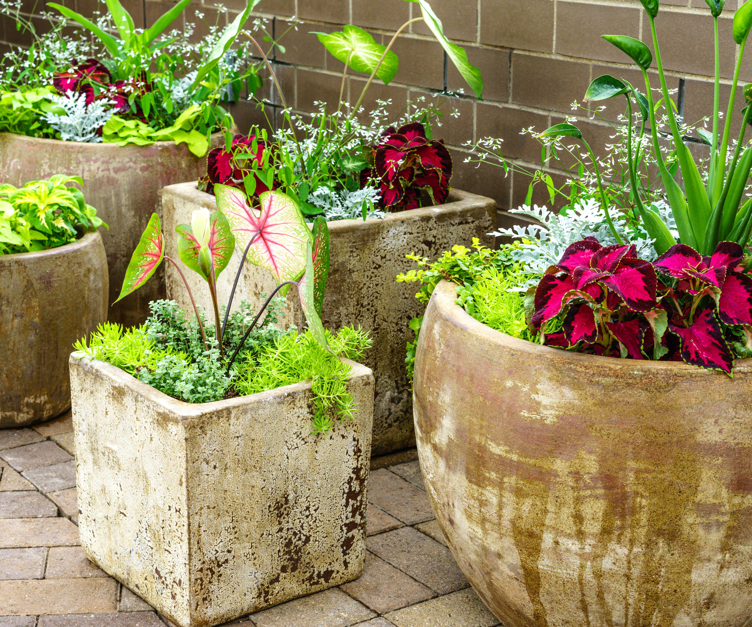 mixed foliage plants in large containers on patio