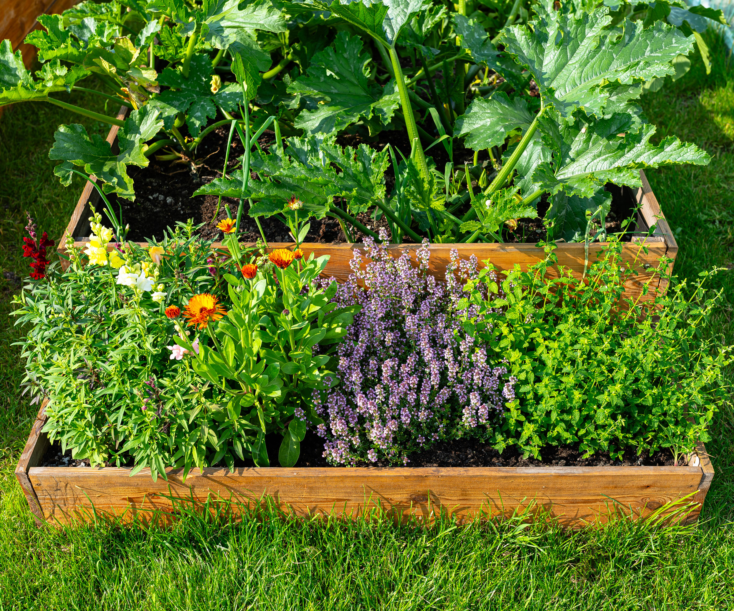 wooden raised beds on two levels filled with crops and ornamentals