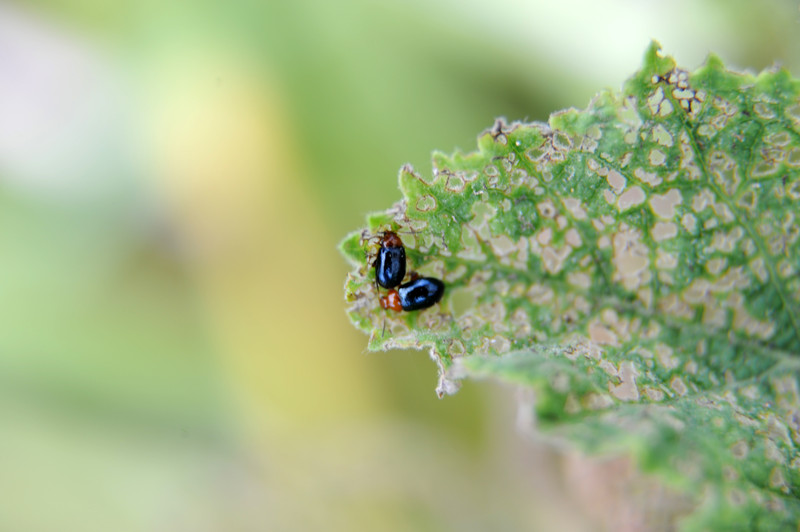 Flea-beetles.jpg