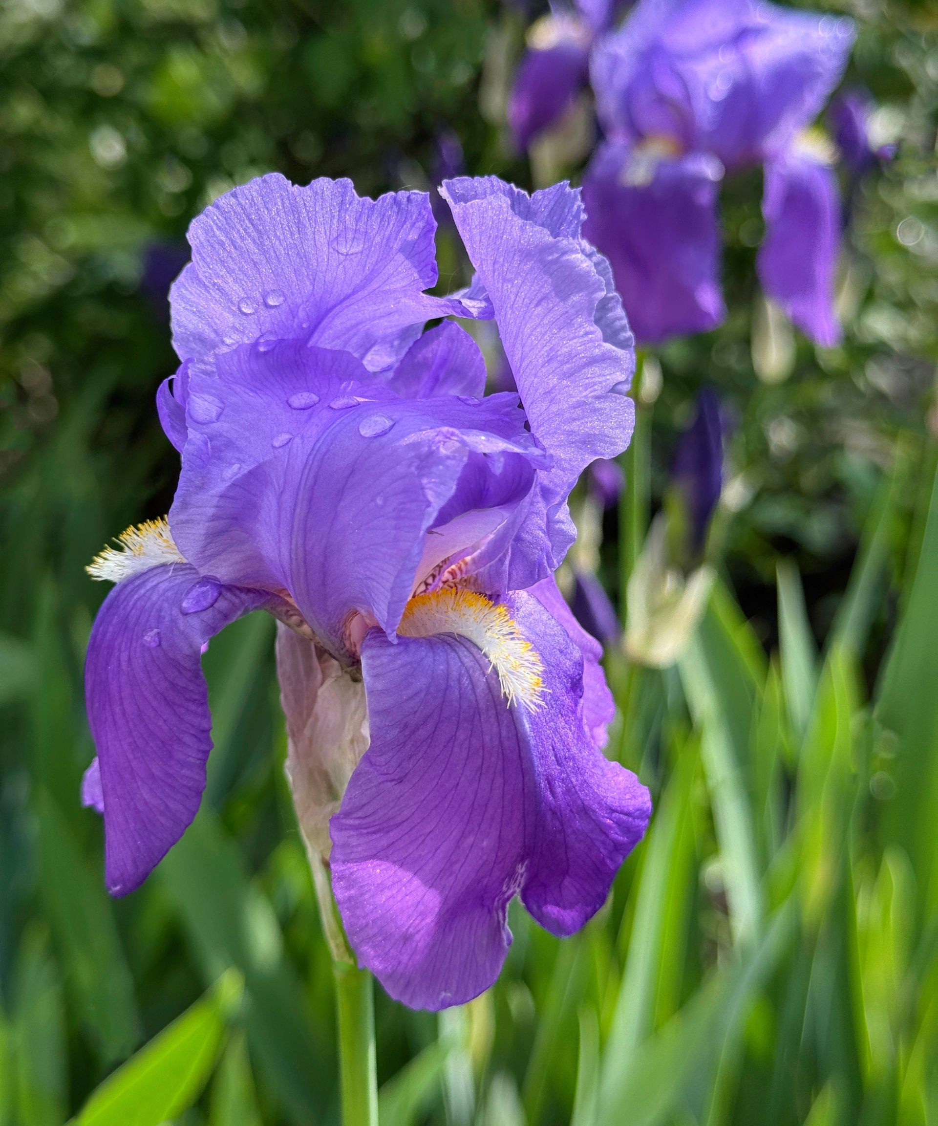 Purple bearded Iris flower in garden