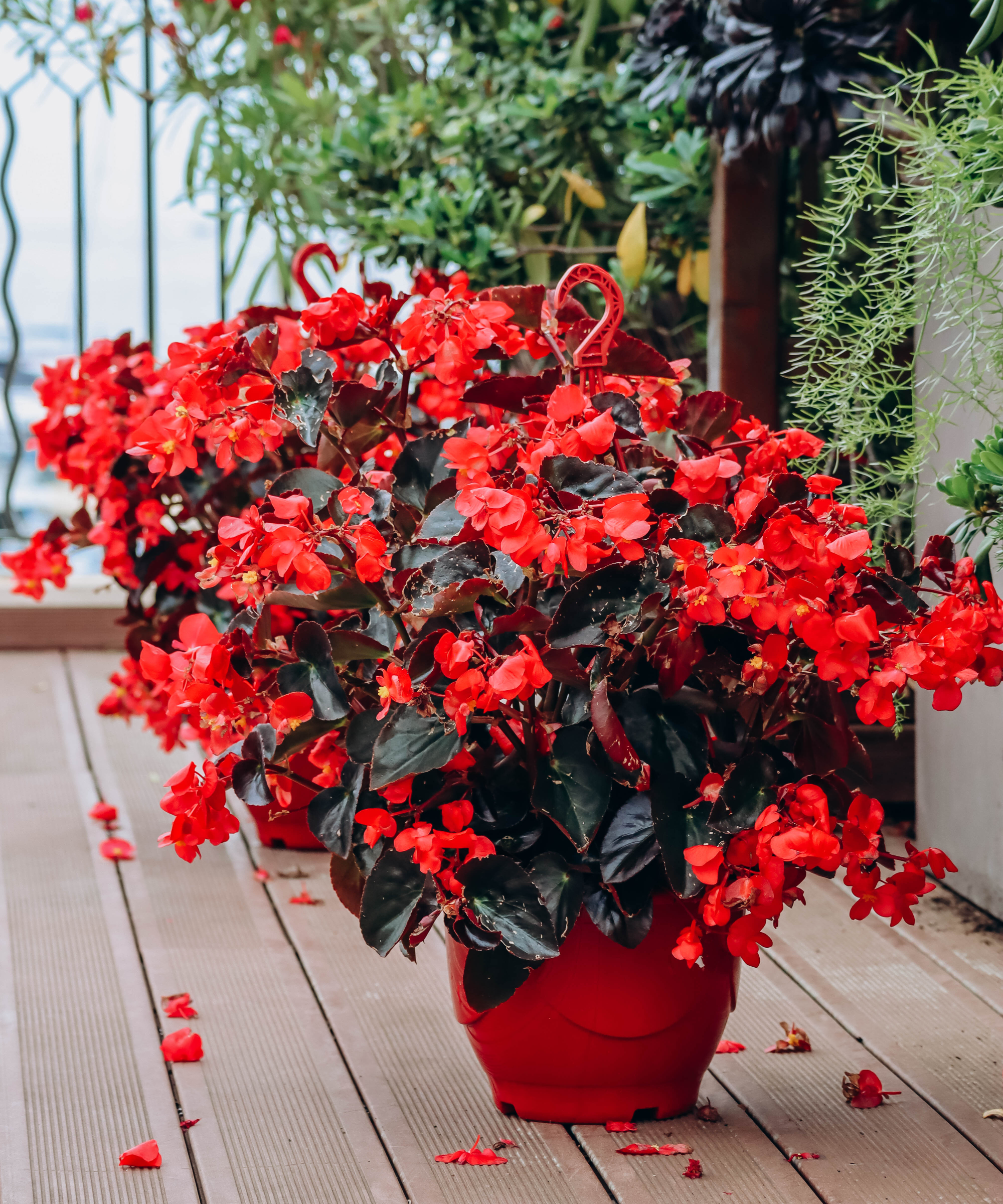 potted dragon wing begonias on a patio