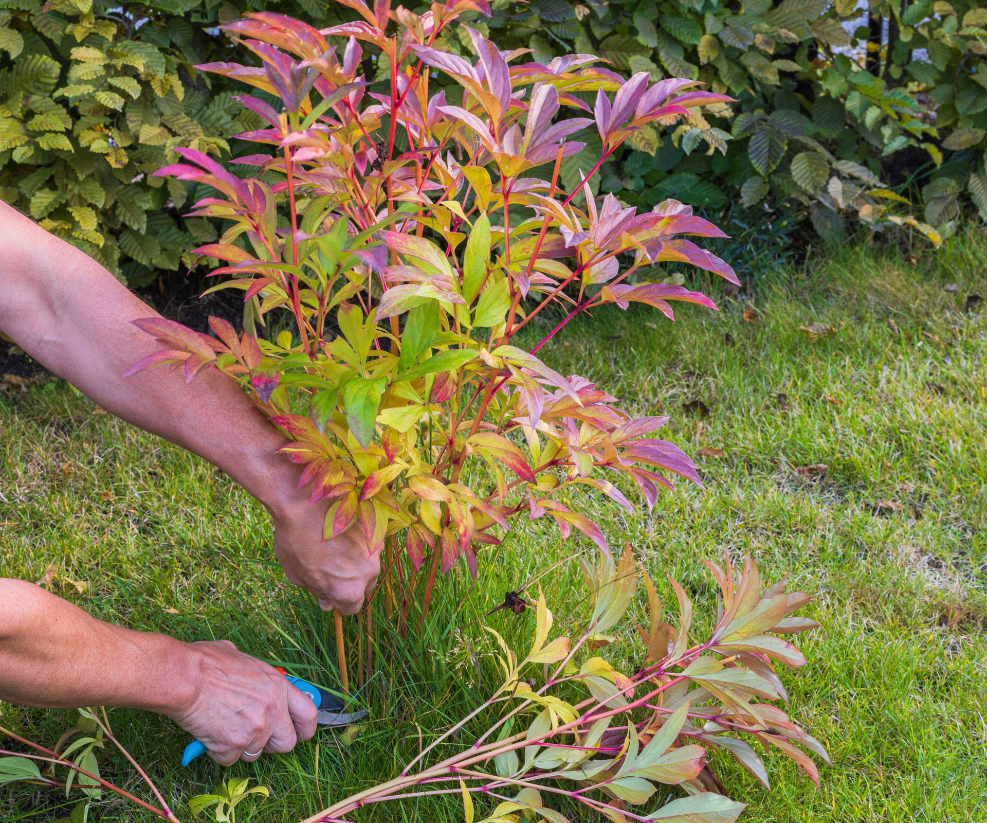 peony being hard pruned showing pruning shears