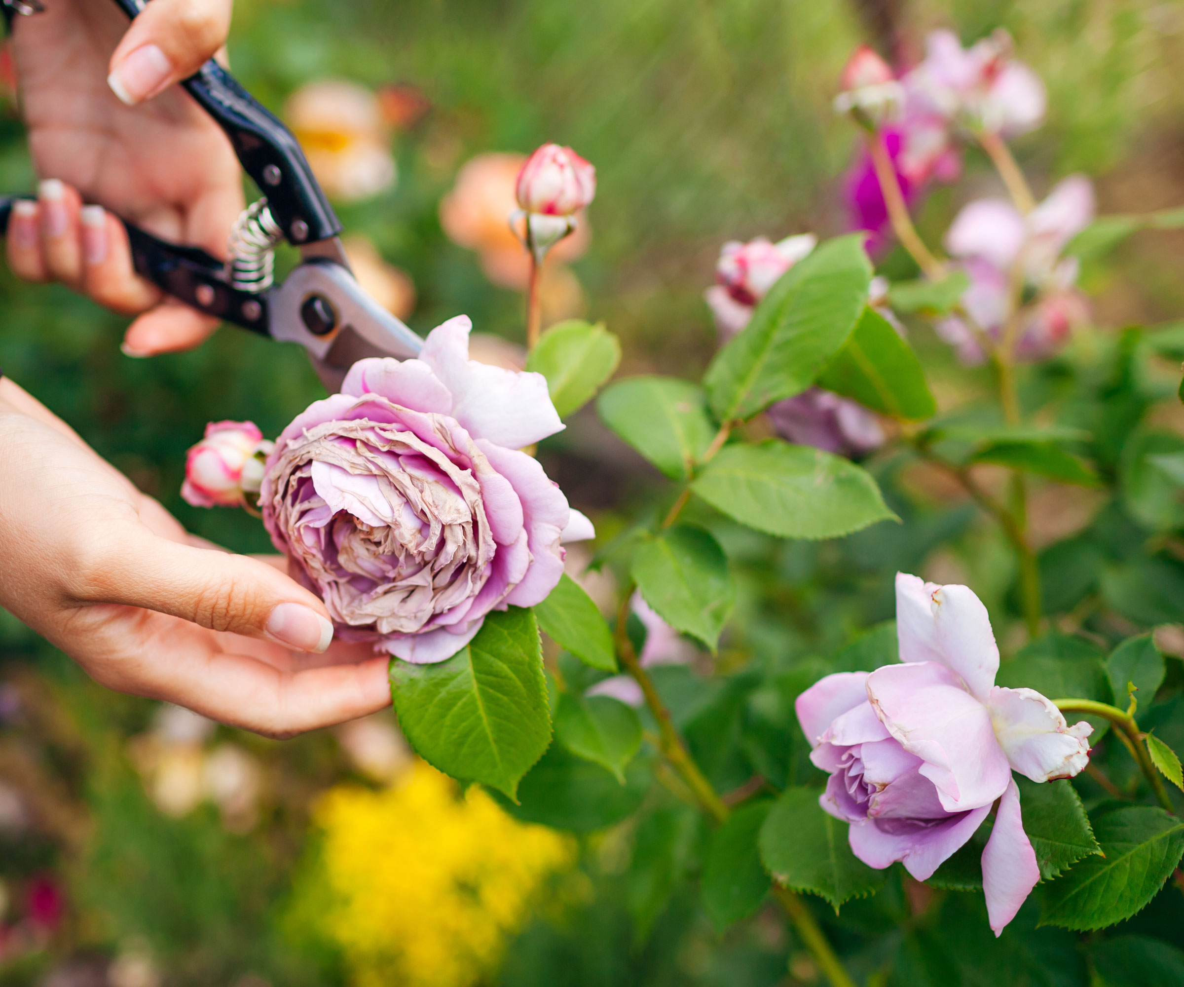 hand holding faded purple rose for deadheading