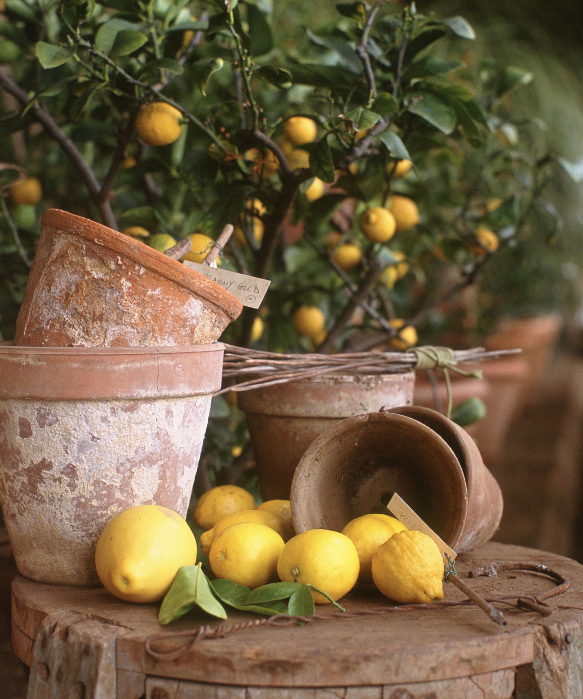 Lemons, Lemon trees, rustic pots