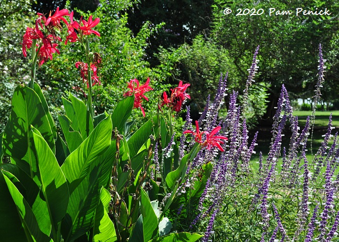 01_Canna_Salvia.jpg