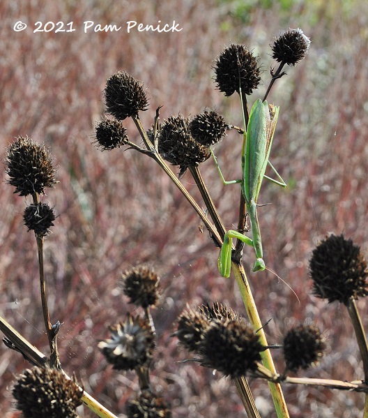15_Praying_mantis_Seedheads.jpg