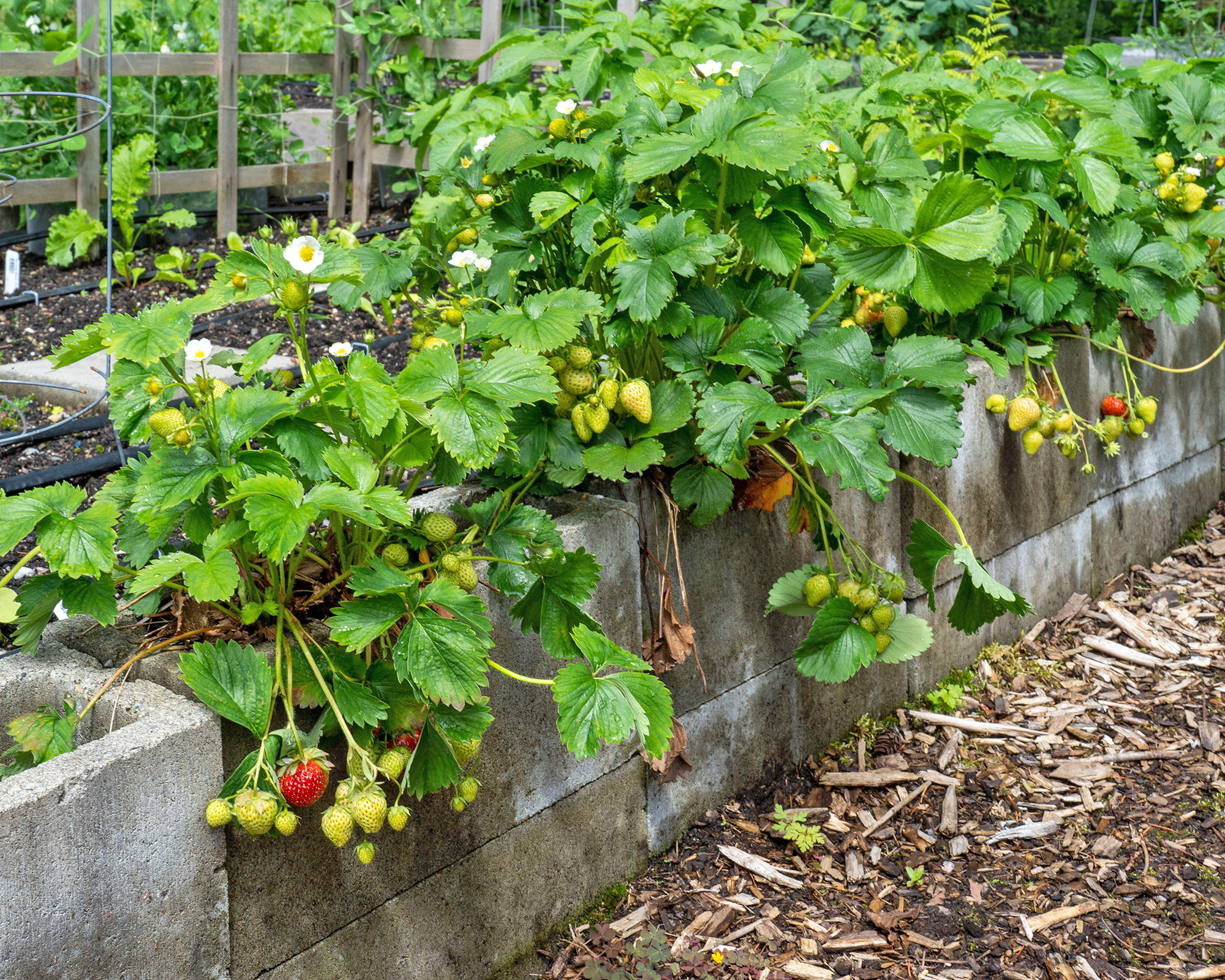 Strawberry plants growing in cinder block raised bed