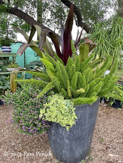 17_Foxtail_fern_container.jpg