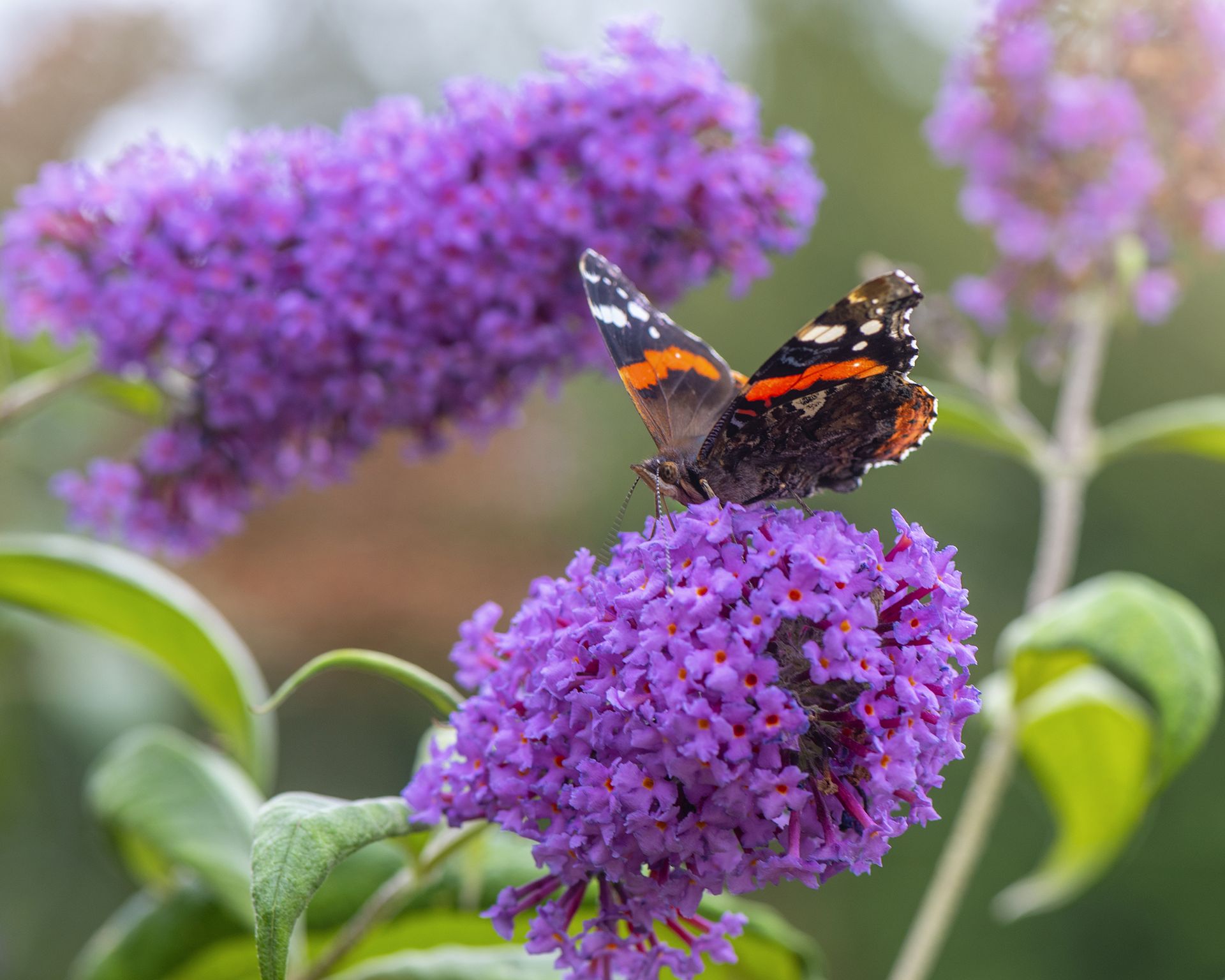 Butterfly lands on a purple flower of buddleia davidii - or butterfly bush