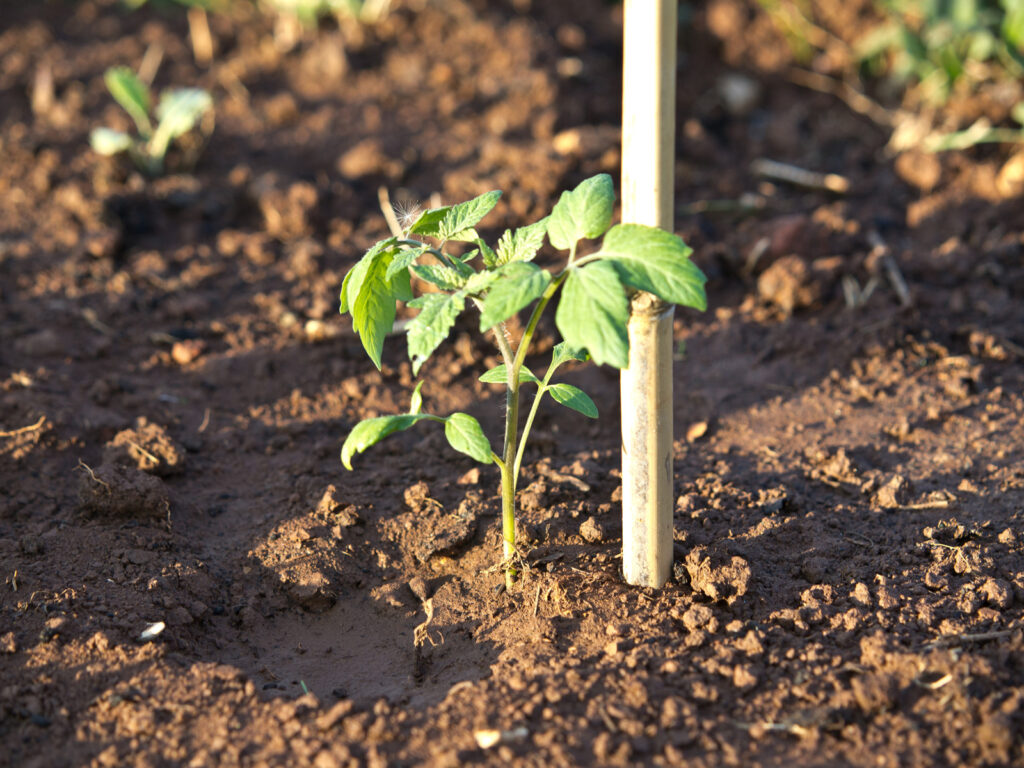 Tomato to be trained to a single stake