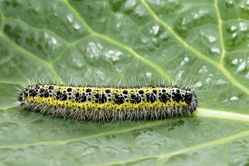 Cabbage-looper-on-leaf.jpg