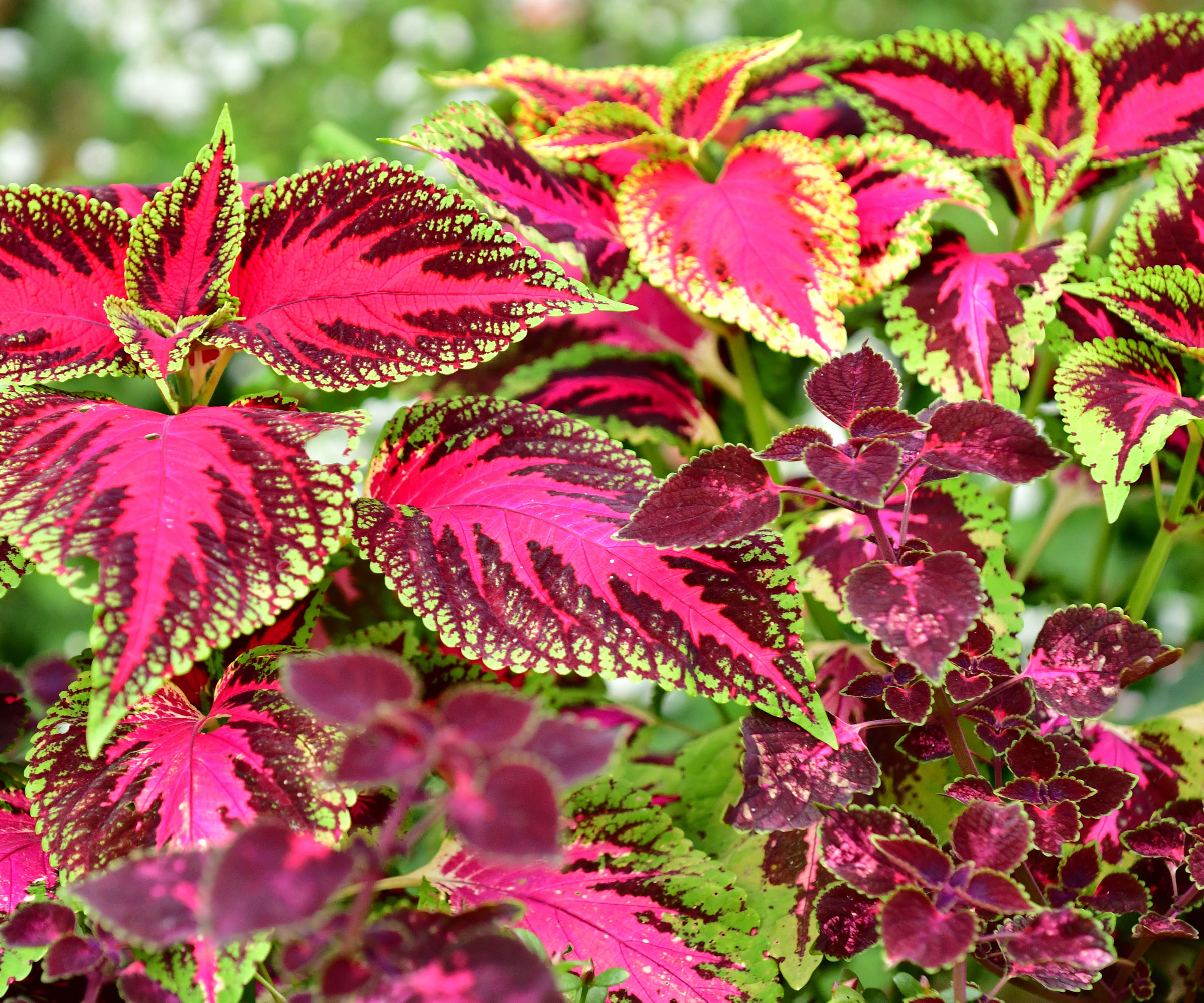 coleus plants with red green foliage