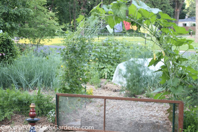 cattle panel trellis for tomatoes