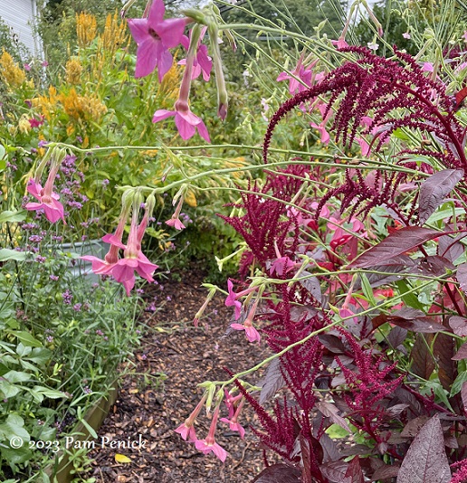 58_Pink_annual_flowers.jpg