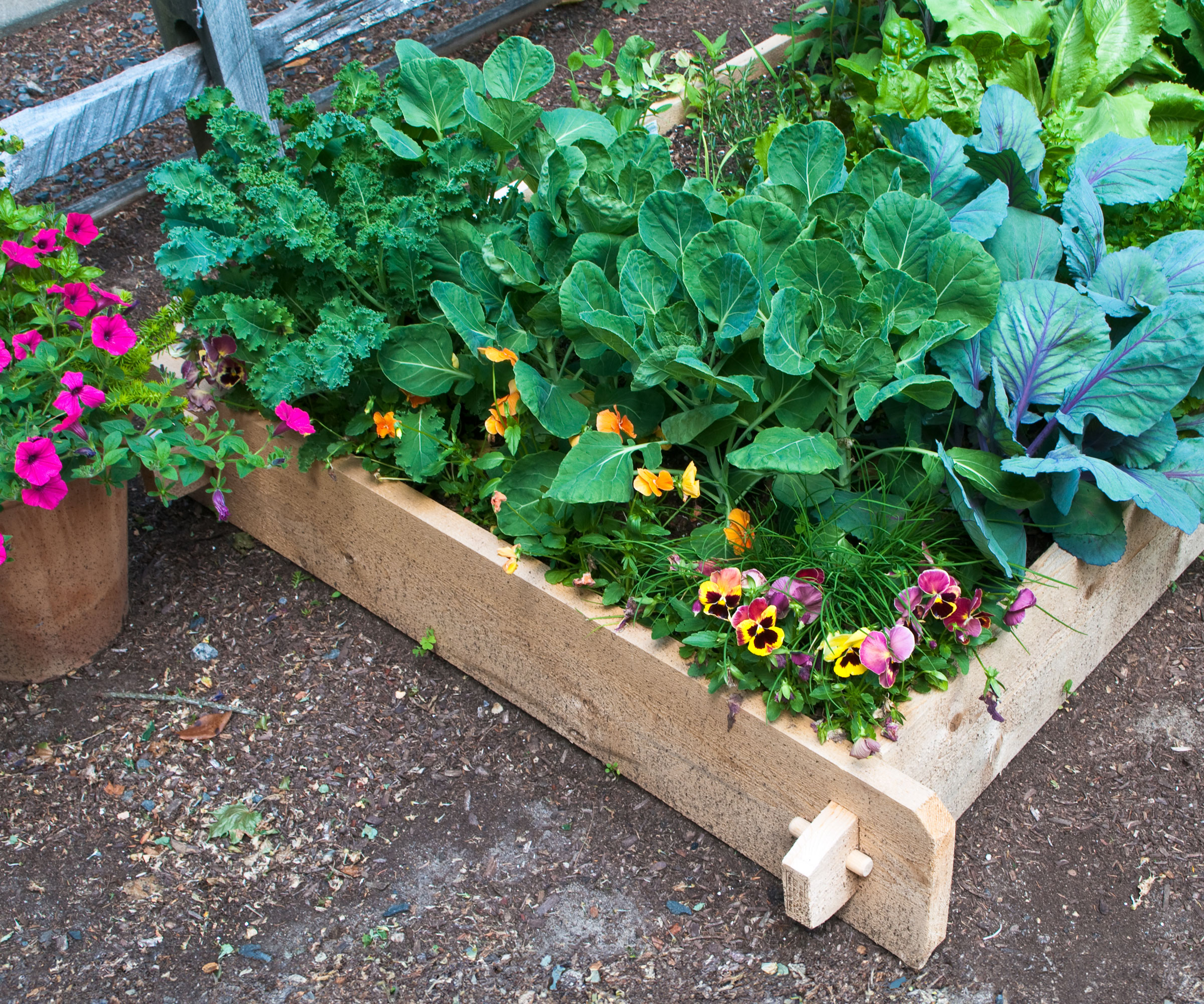 wooden raised beds flled with pansies, brassicas and other crops