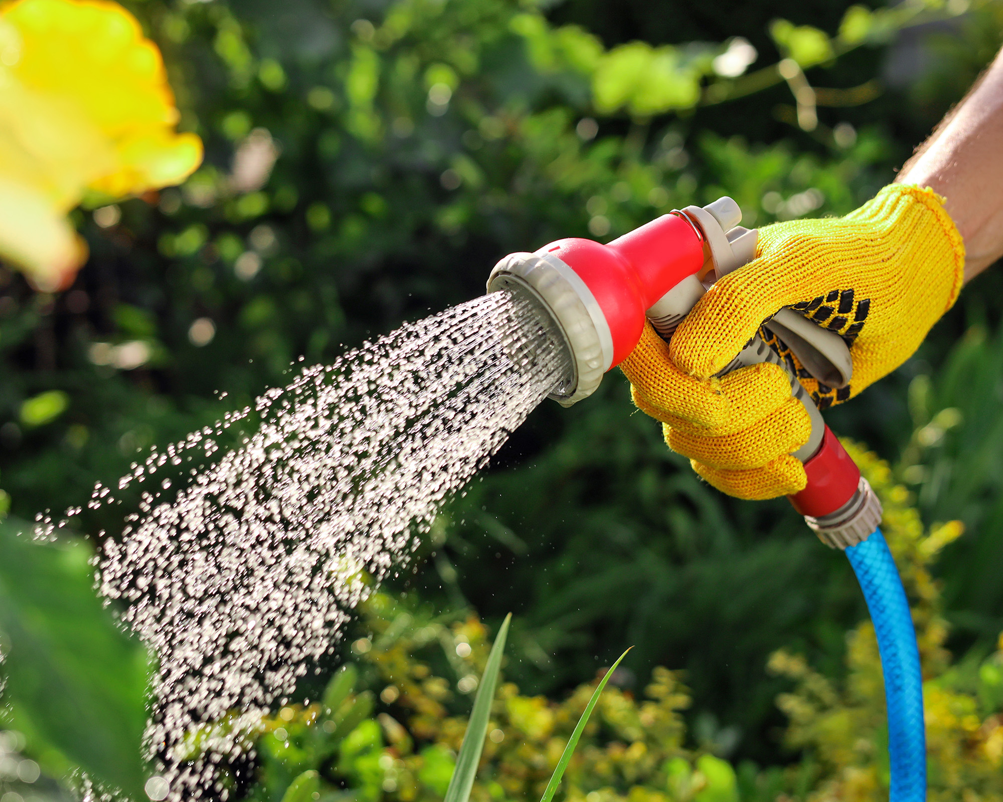 Watering garden with rain head attachment on hose