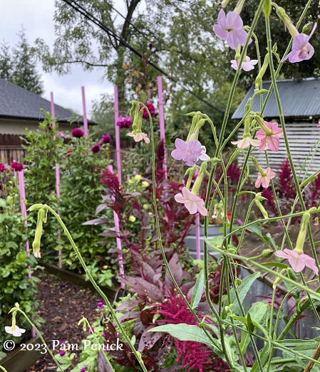 60_Pink_flowers.jpg