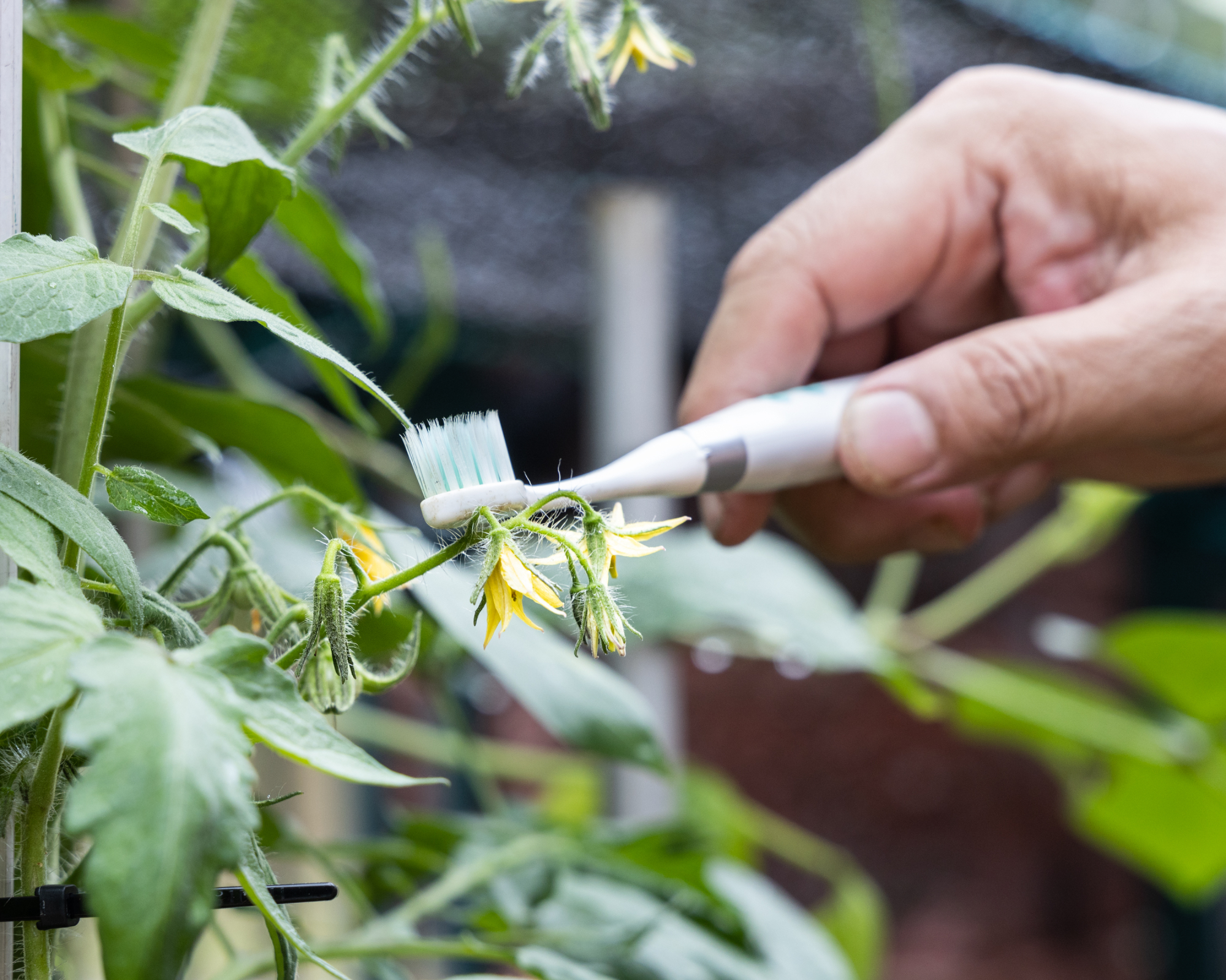 electric toothbrush being used to pollinate tomato flowers so they set fruit