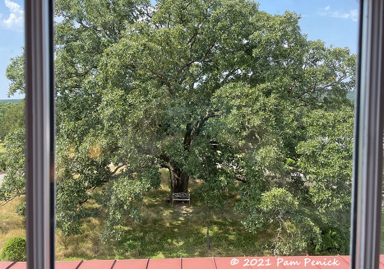 15_Window_view_Sister_Oak.jpg