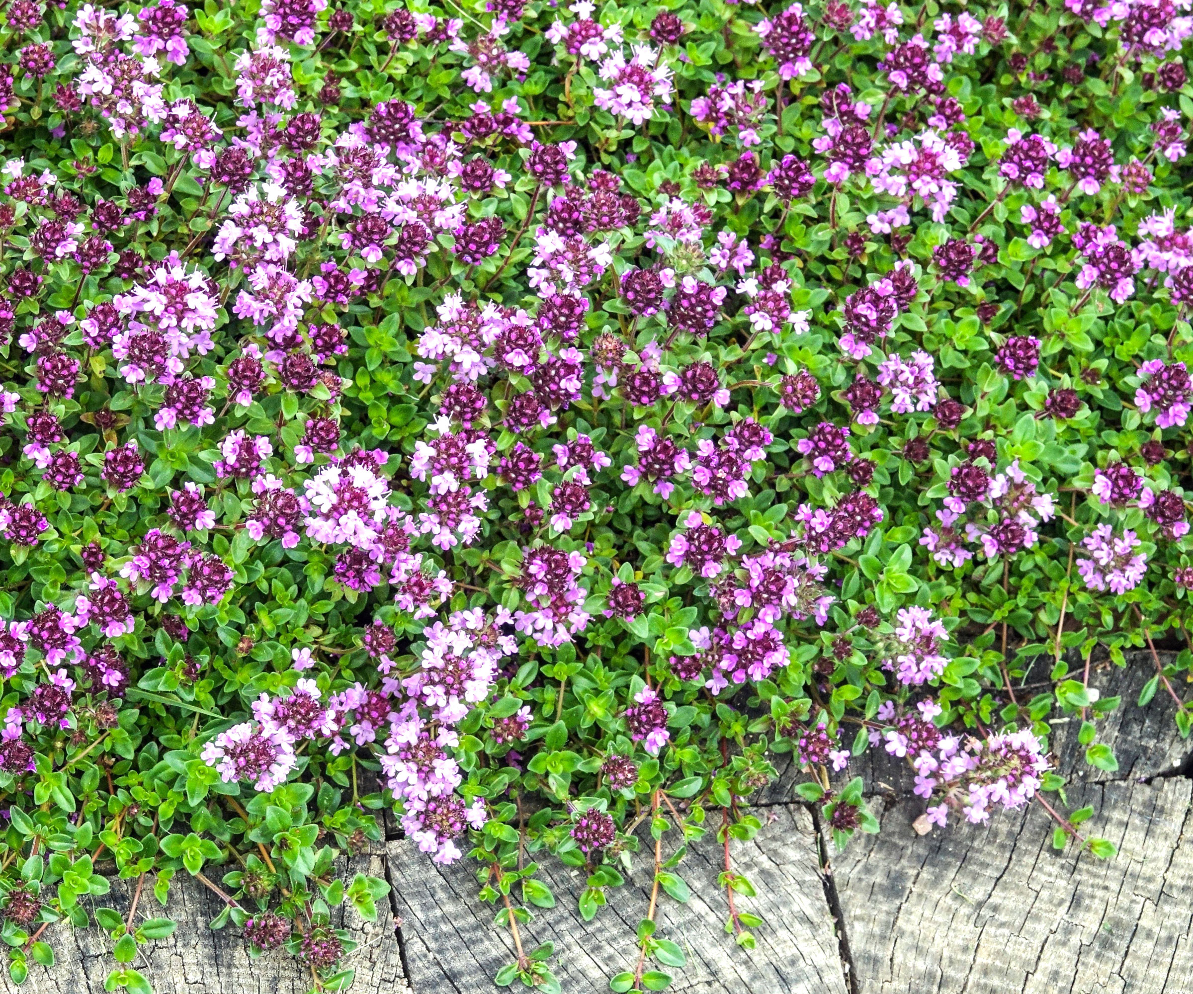 woolly thyme plants on side of paving with purple flowers