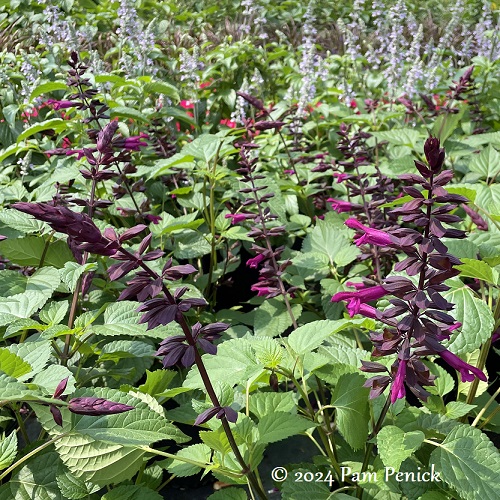06_Salvia_Plum_Crazy.jpg