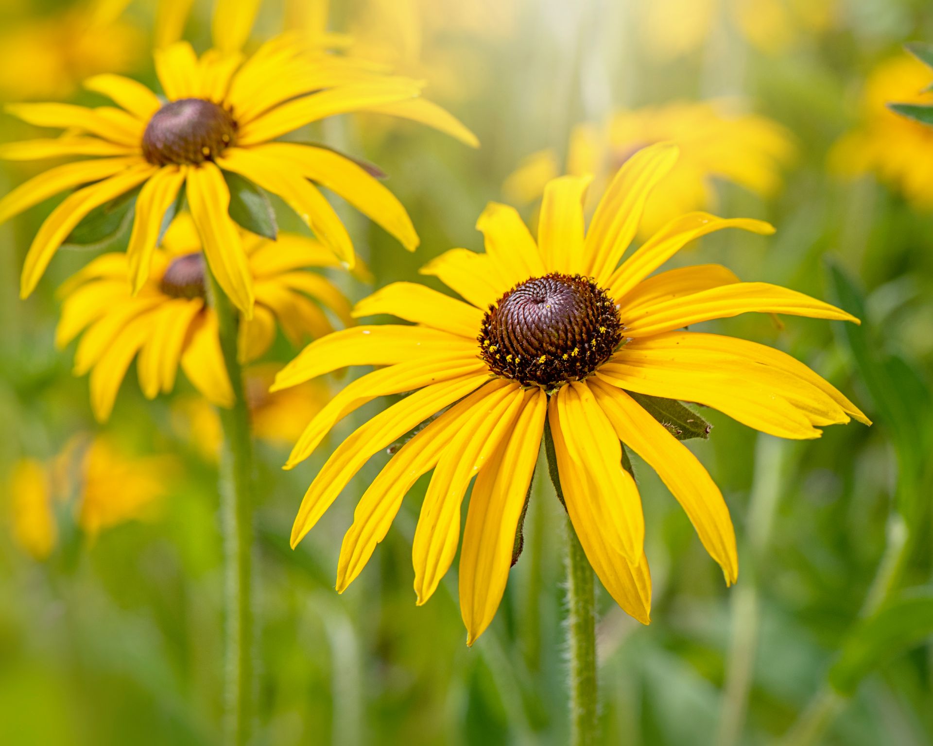 Black-Eyed Susan Deam’s or Rudbeckia fulgida var. deamii