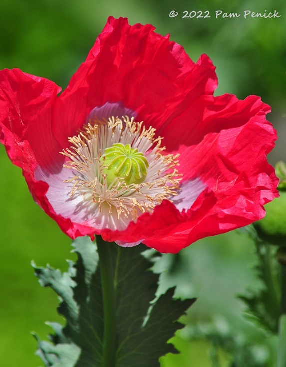 11_Poppy-1.jpg