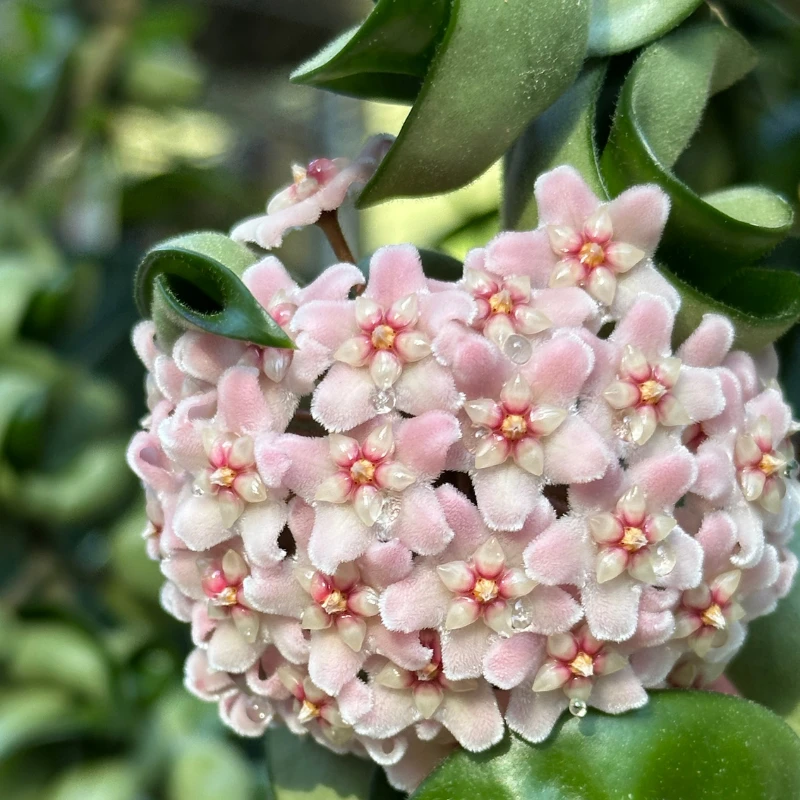 Rope Plant Hoya Rope Plant Hoya