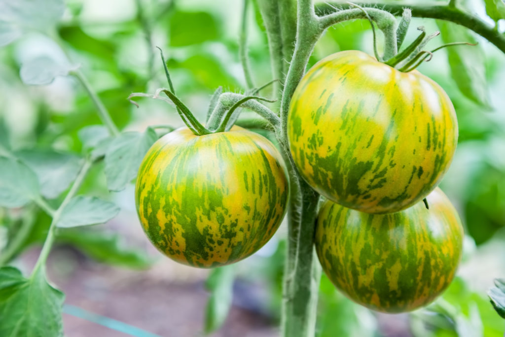 Green Zebra tomatoes