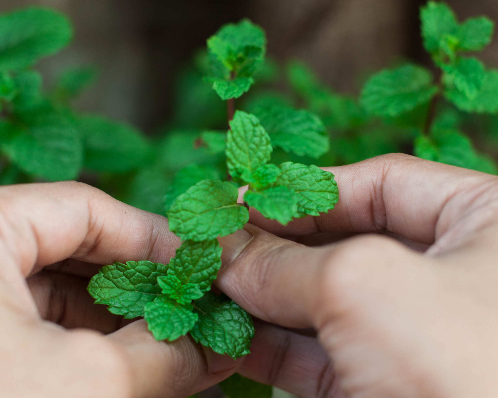 Gardener harvesting peppermint