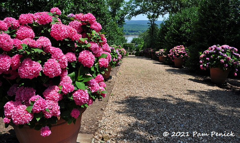 39_Hydrangea_allee.jpg
