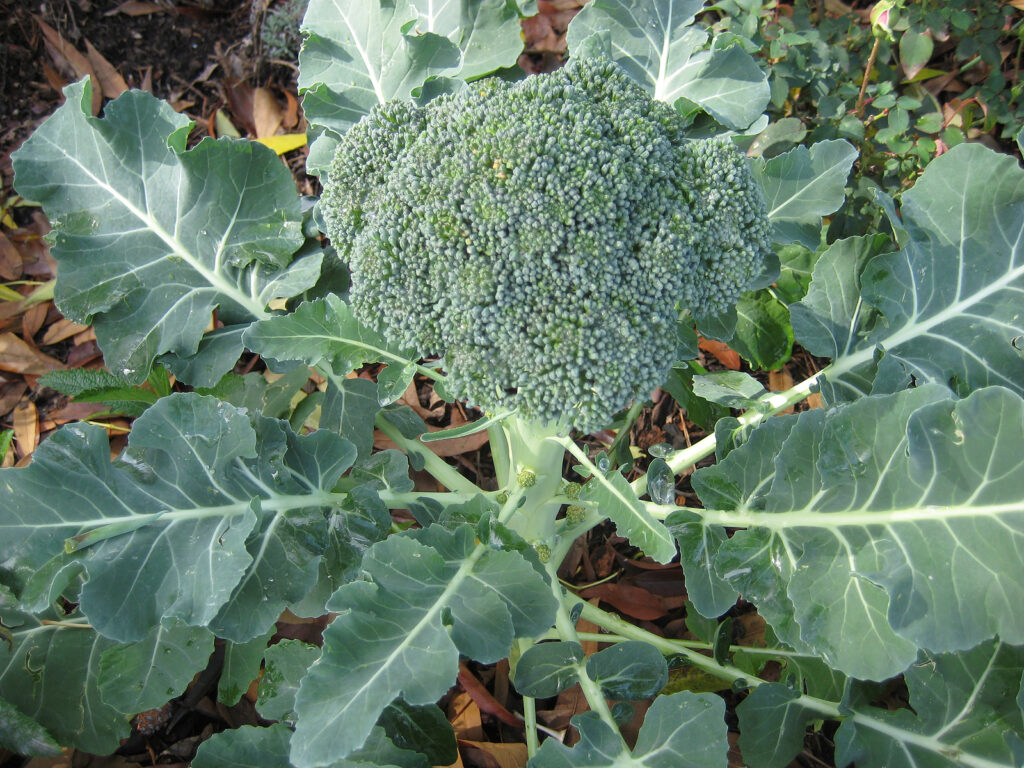 Broccoli in garden