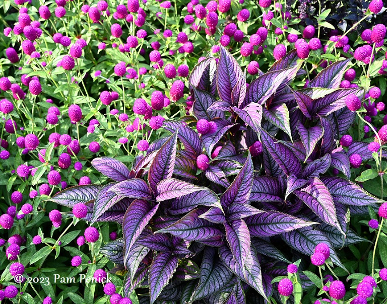 32_Persian_shield_Gomphrena.jpg