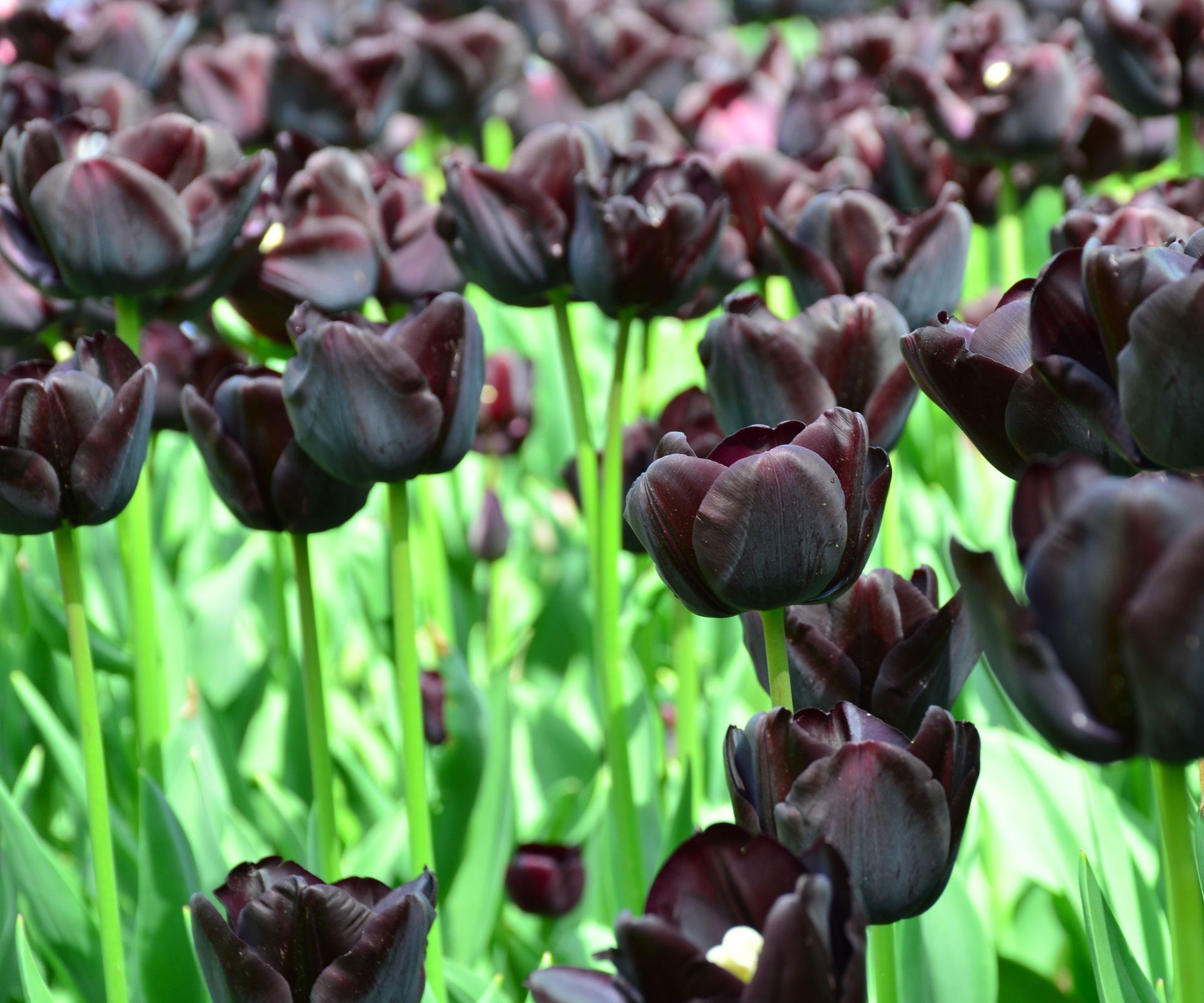tulip Queen of the Night plants in garden border