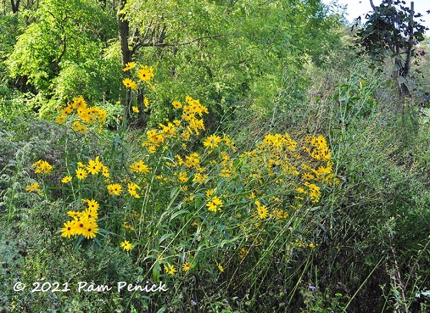 47_Yellow_flowers.jpg