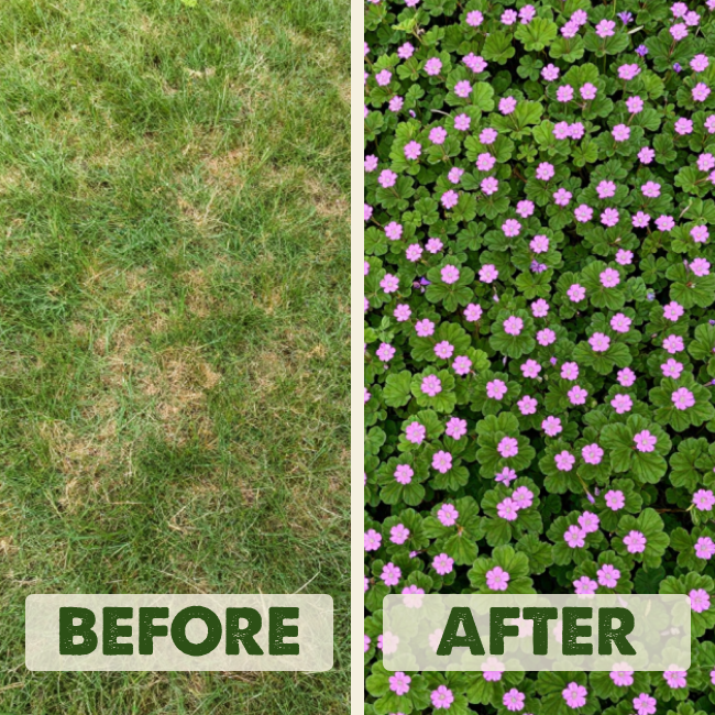 Before-After-V2.png