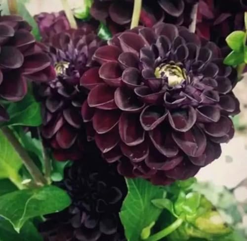 100pcs Dahlia Flower Seeds Burgundy Dahlia Flower Garden Perennial Seeds 100pcs Dahlia Flower Seeds Burgundy Dahlia Flower Garden Perennial Seeds