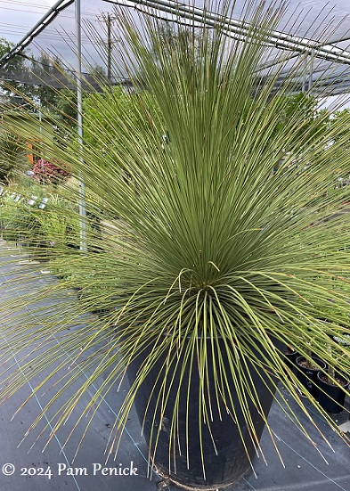 10_Mexican_grass_tree.jpg