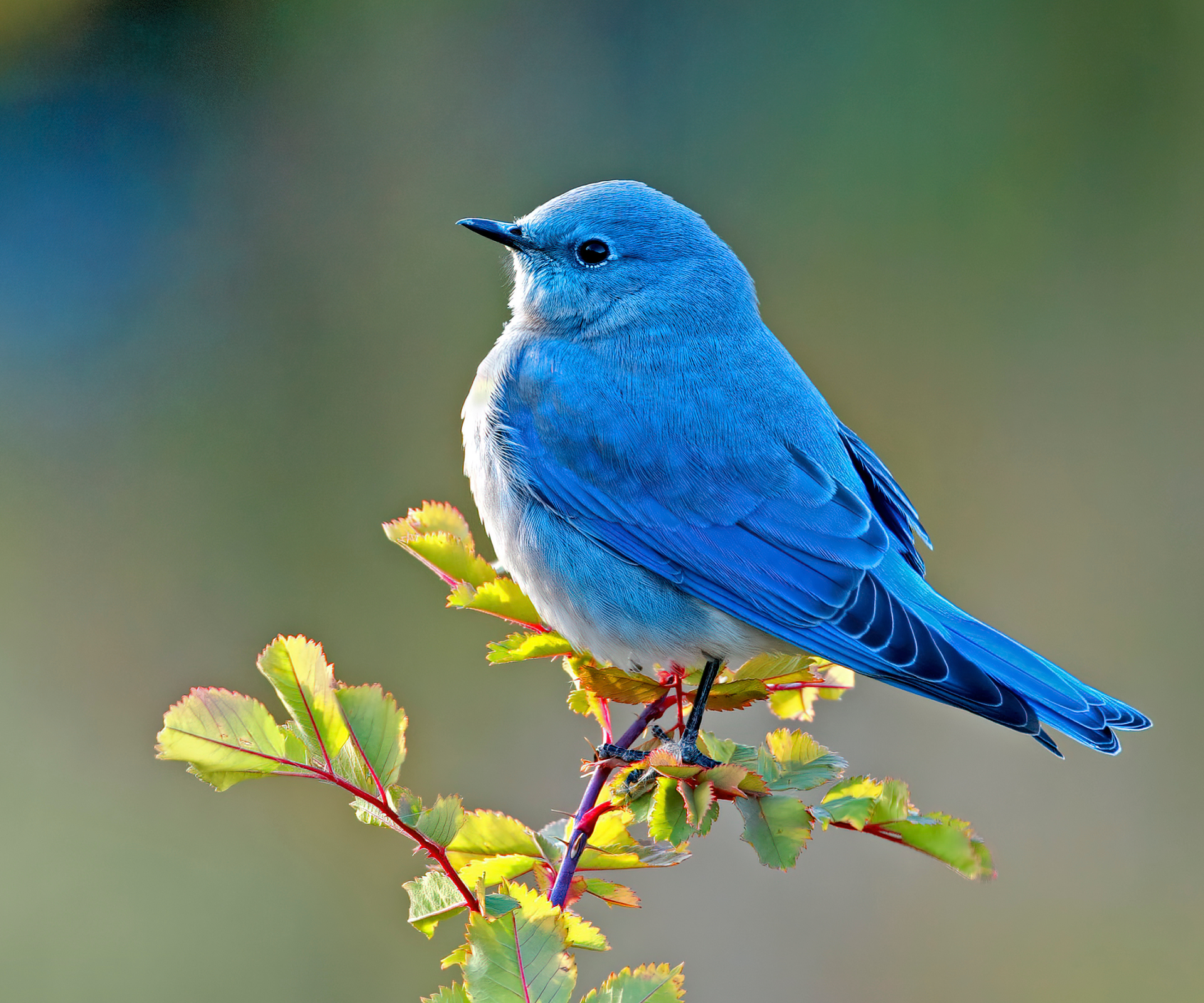 The state birds of the USA