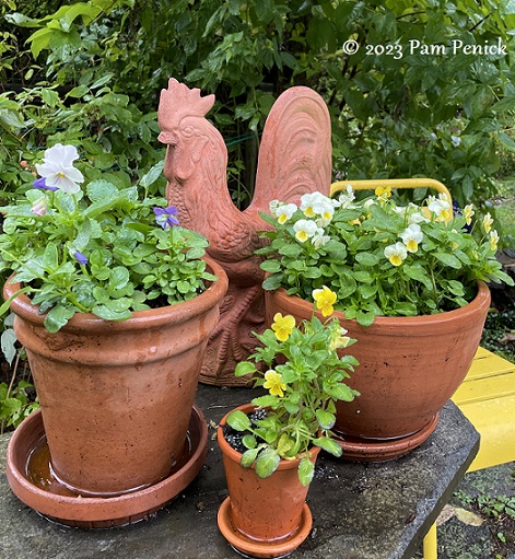 18_Potted_pansies_Rooster.jpg