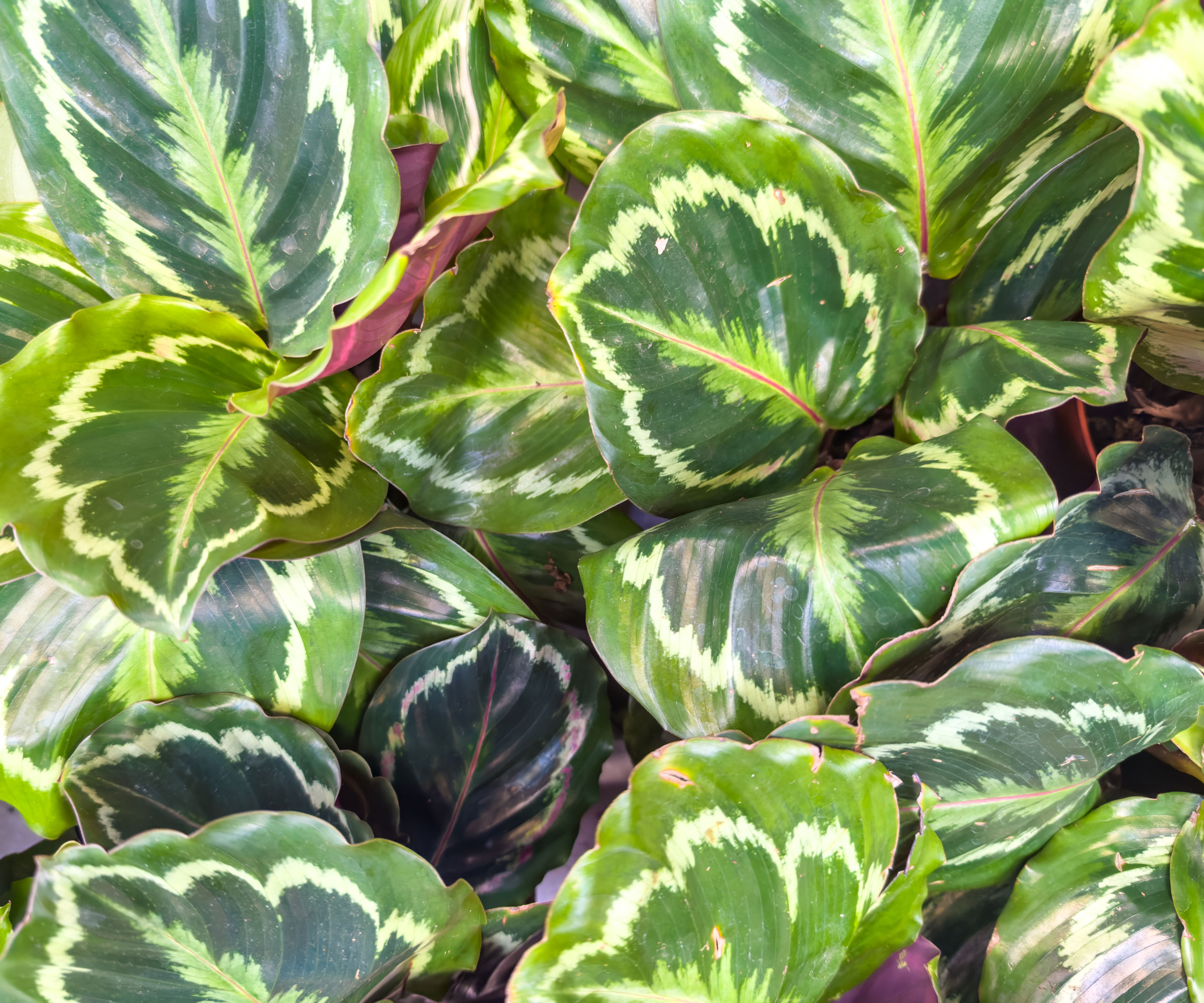 calathea Medallion plant in close detail with variegated green, white and red colors