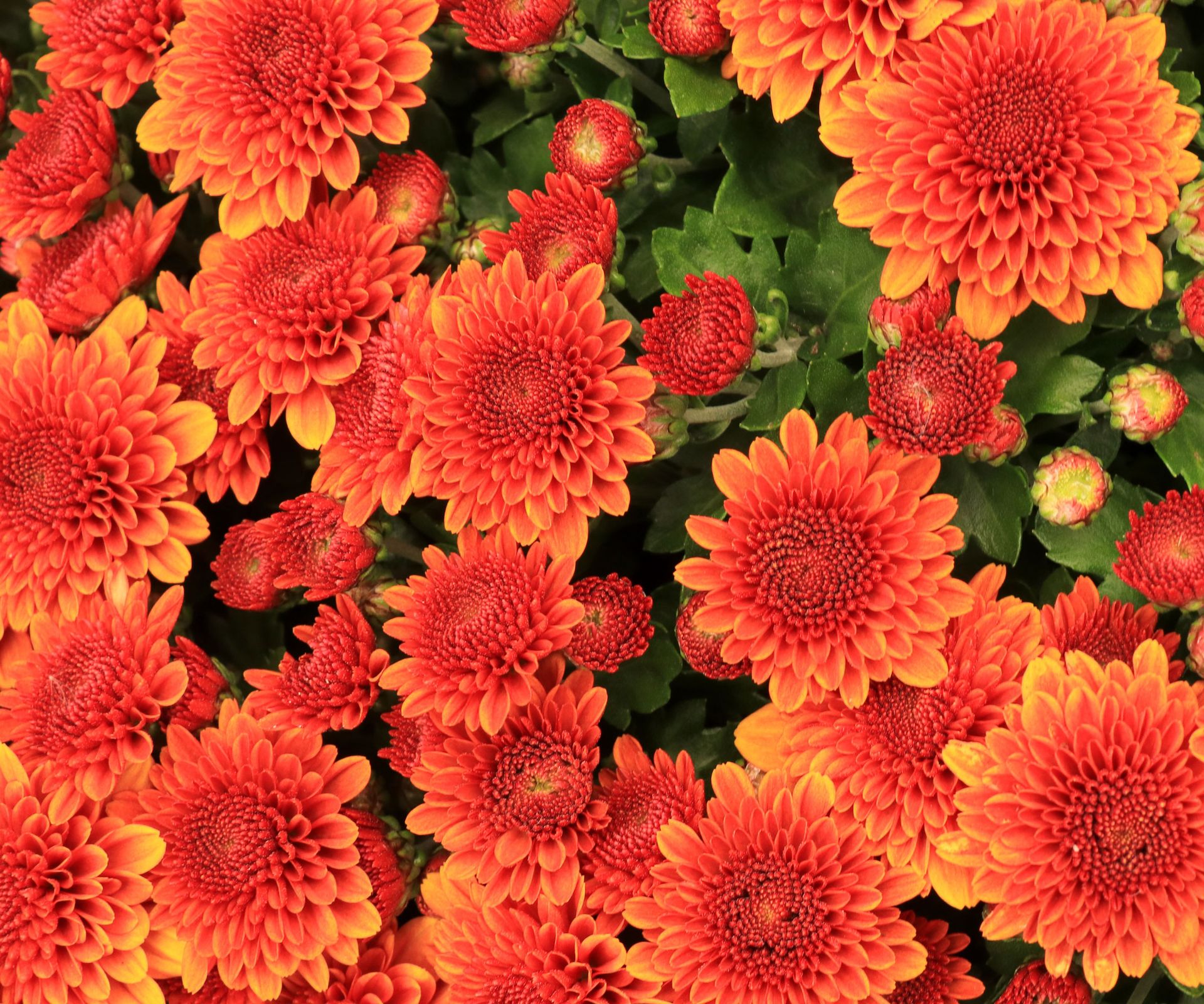 orange mums in flower and in bud in garden