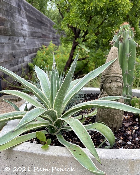 10_Agave_Gnome_planter.jpg