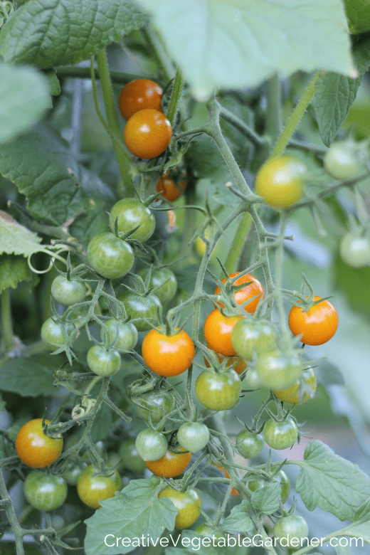 how to support tomatoes in pots
