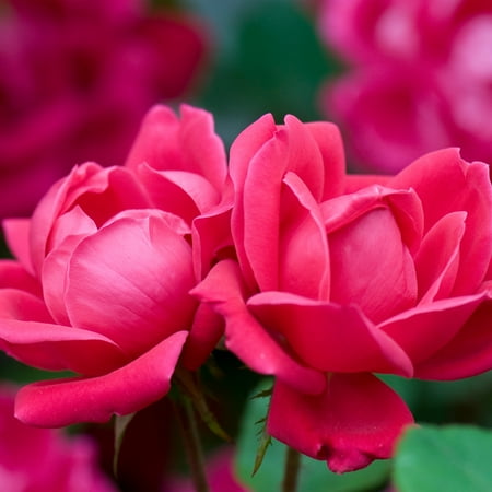 The Knock Out® Family of Roses 'the Red Double Knock Out® Rose' Live Shrub in 1-Gallon Grower Pot