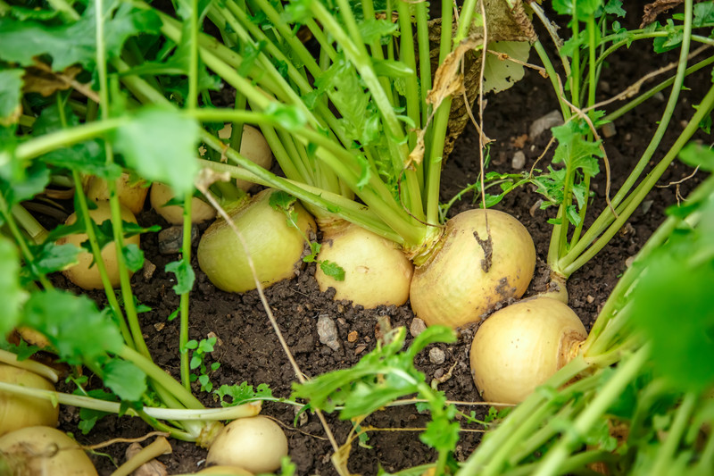 Turnips at harvest time