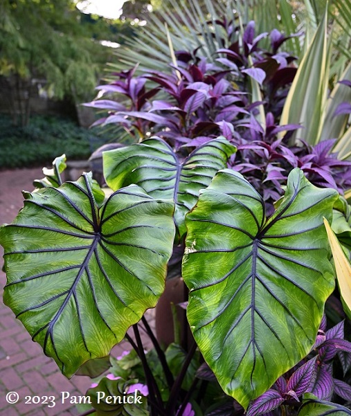 35_Tropical_container.jpg